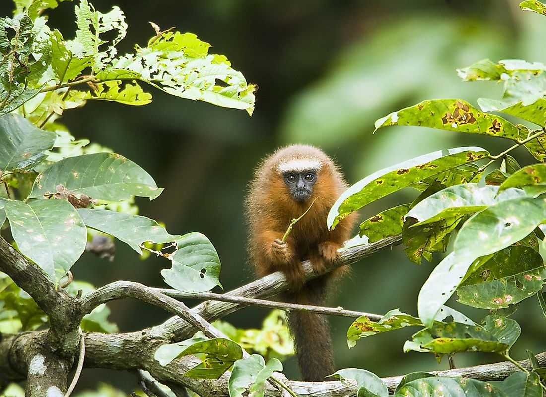 A titi monkey sitting on a branch. 