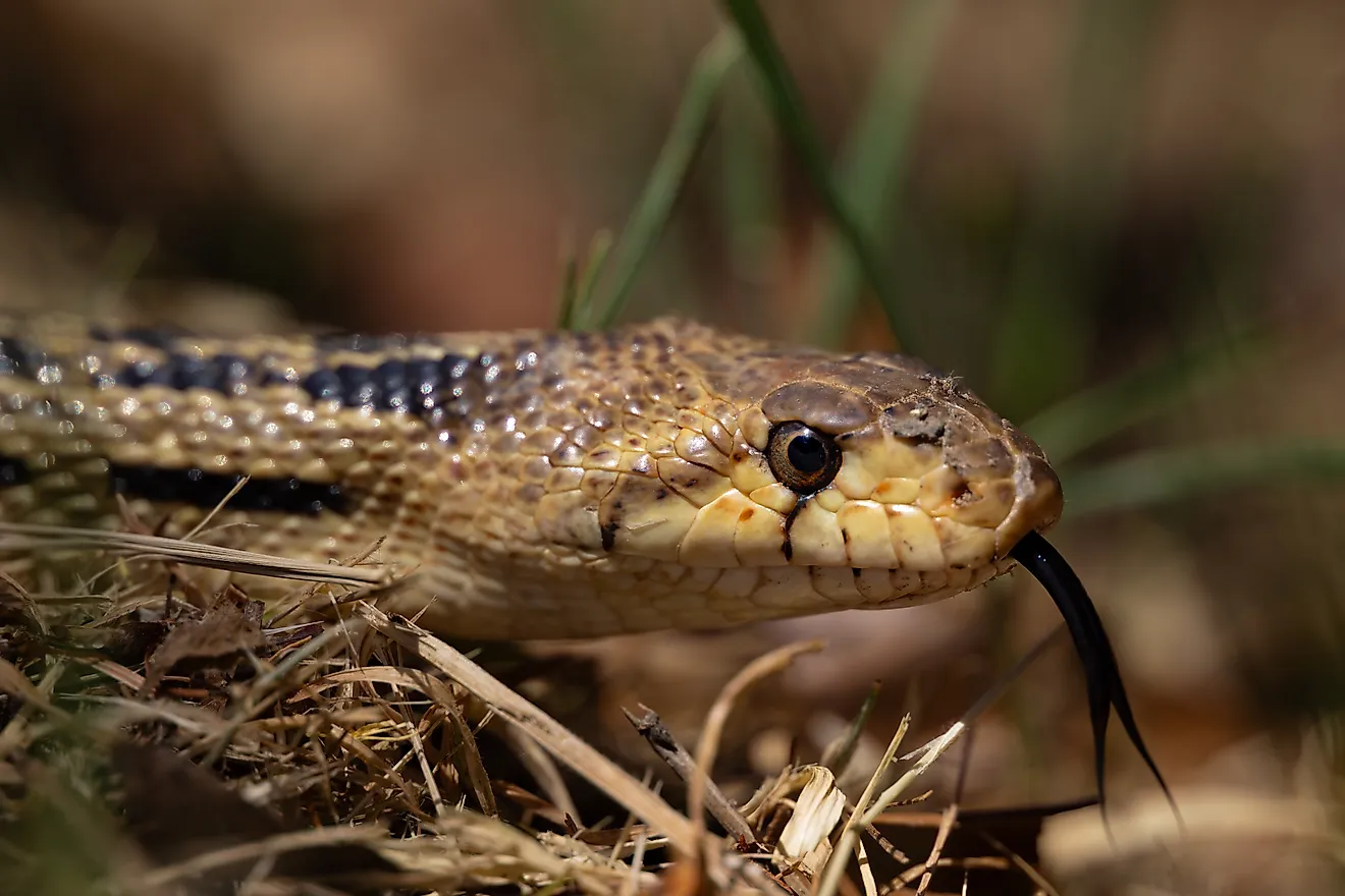 The gopher snake is a common non-venomous snake.