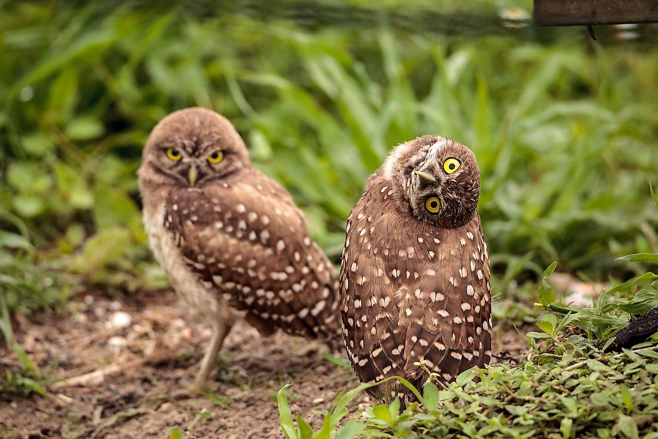 Burrowing owl tilts its head outside its burrow on Marco Island, Florida. Image credit: SunflowerMomma/Shutterstock.com