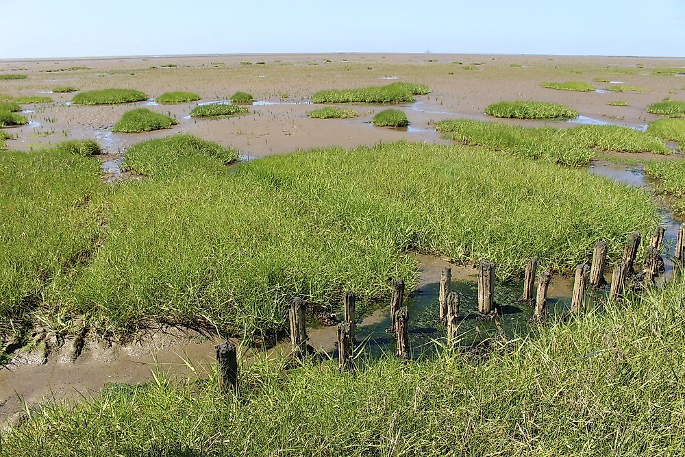 The landscape of Hamburg Wadden Sea National Park. 