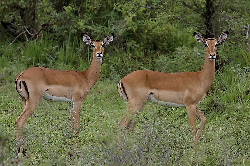 Aders’ Duikers in Tanzania's Mikumi National Park.