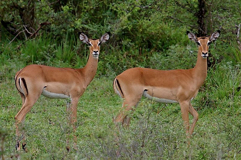 Aders’ Duikers in Tanzania's Mikumi National Park.