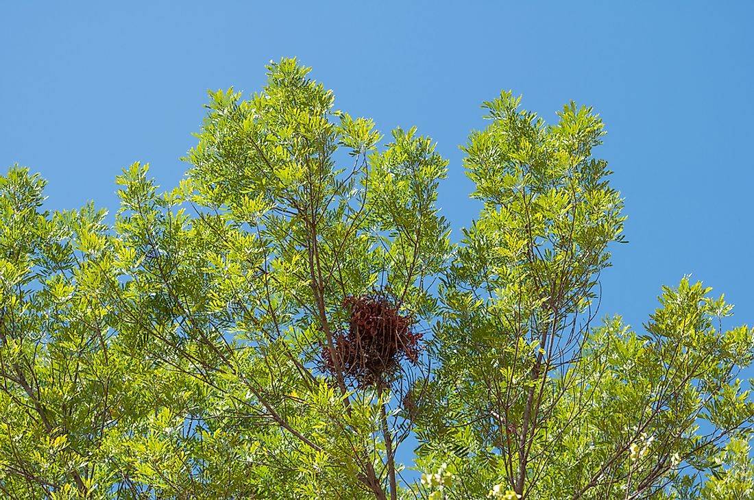 Squirrel drey built high up in a tree.