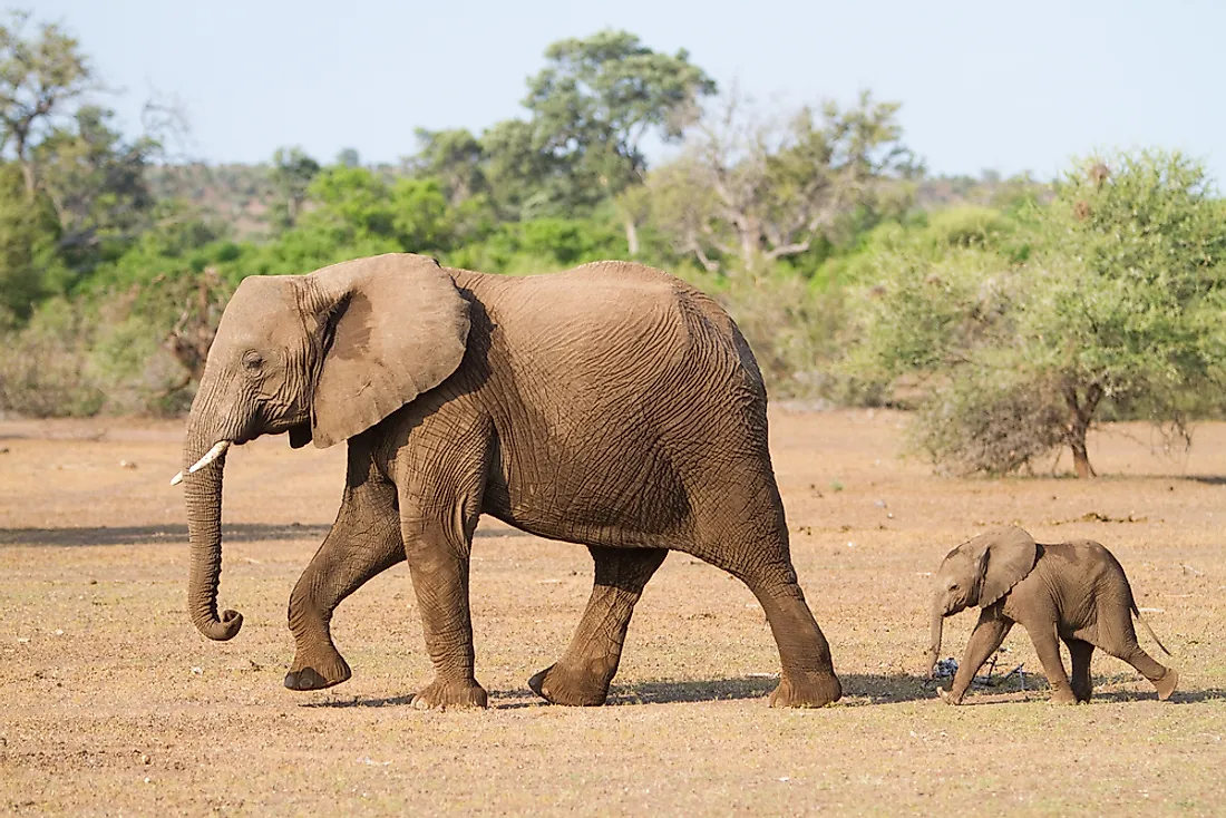 Elephants are placental mammals, giving birth after a two year gestation to a precocial newborn.