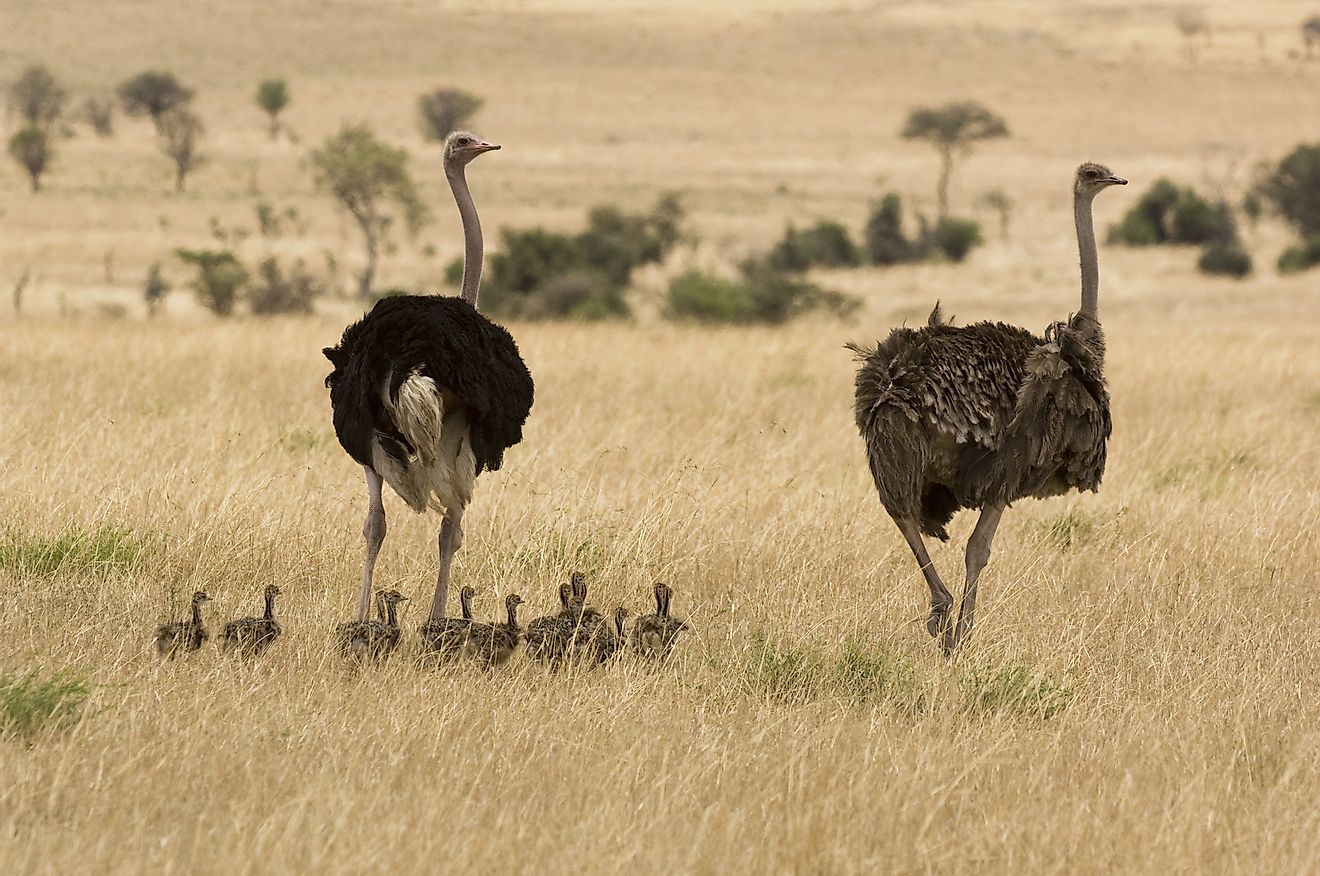 Ostriches can be found throughout the country of Sudan. 