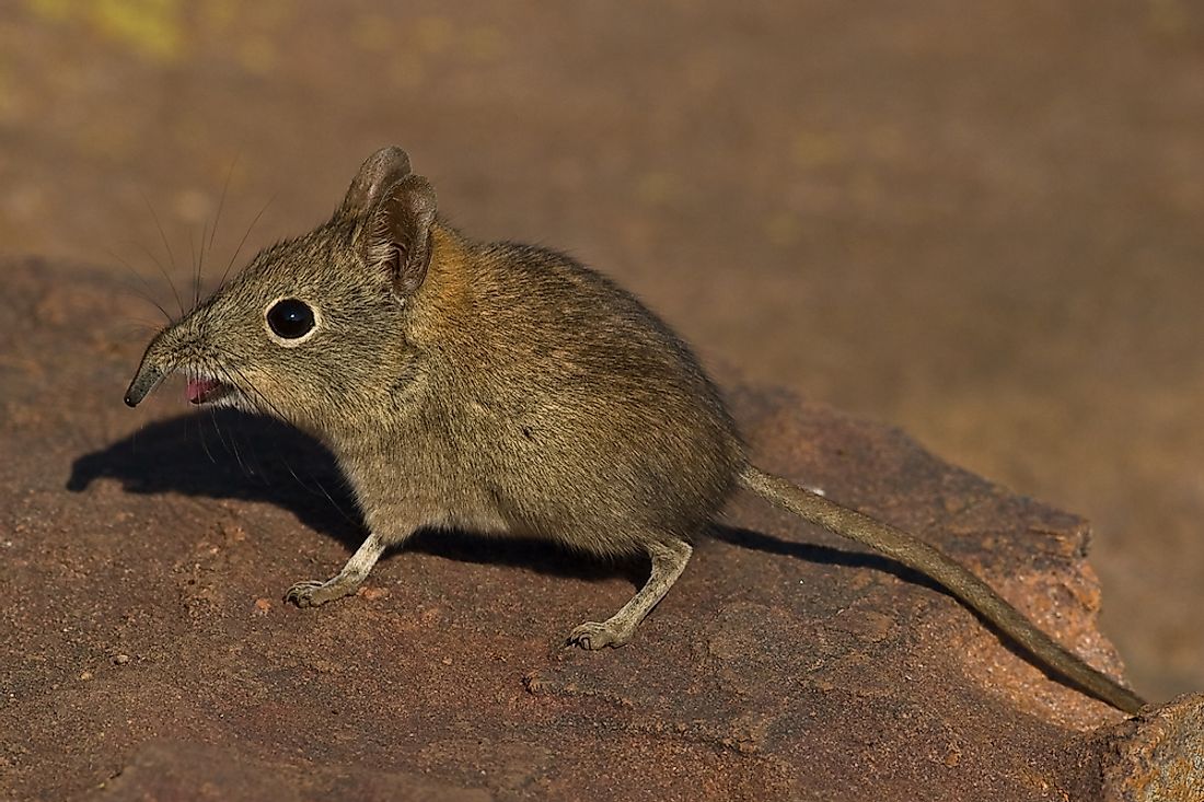 An elephant shrew. 