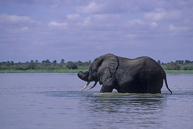 An African Elephant in Tanzania's Rufiji River.