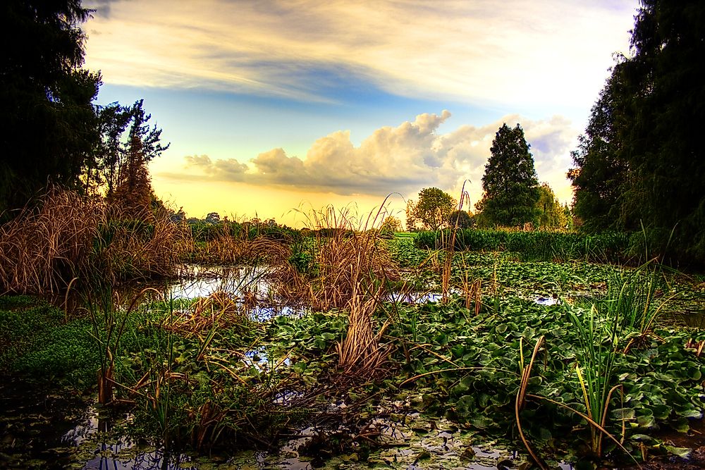 The Botanical Gardens in Johannesburg. 