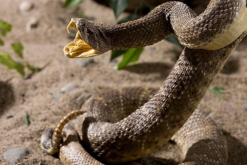 A Mojave Rattlesnake in the U.S. state of Arizona shows off its fangs and rattler as it strikes.