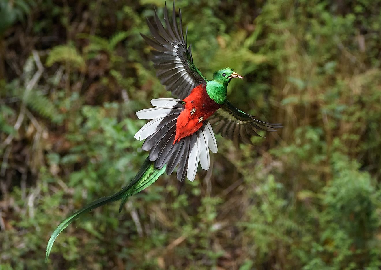 Resplendent Quetzal Cloud forest. Image credit: Mario Wong Pastor/Shutterstock.com