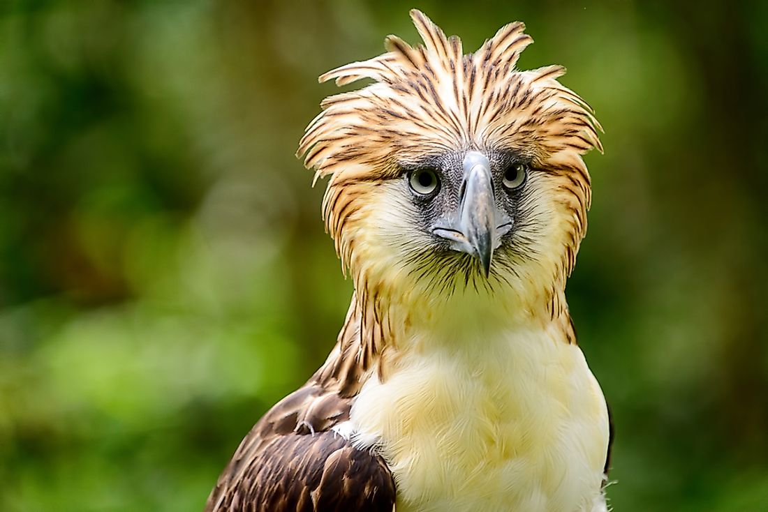 A Philippine eagle. 