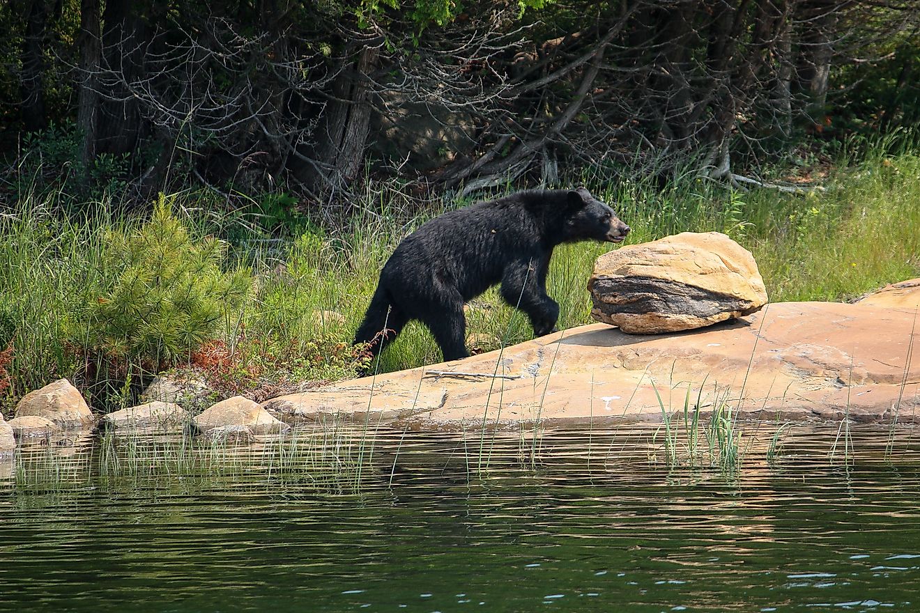 Black bear on a rock. 