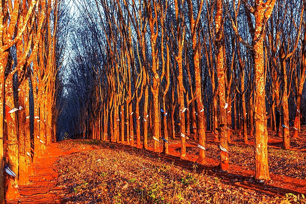 Rubber trees in Vietnam. 