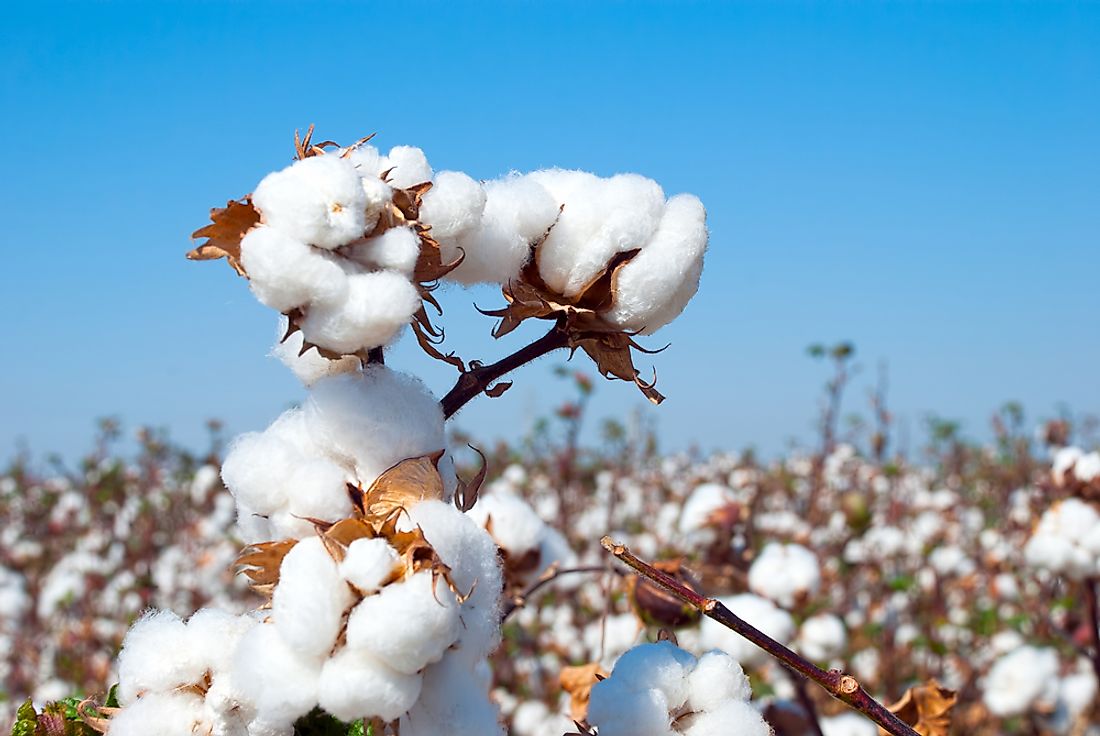 A cotton field in Uzbekistan. 