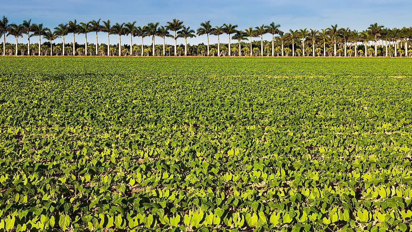 Farm land with vegetables and palm trees in southern Florida.