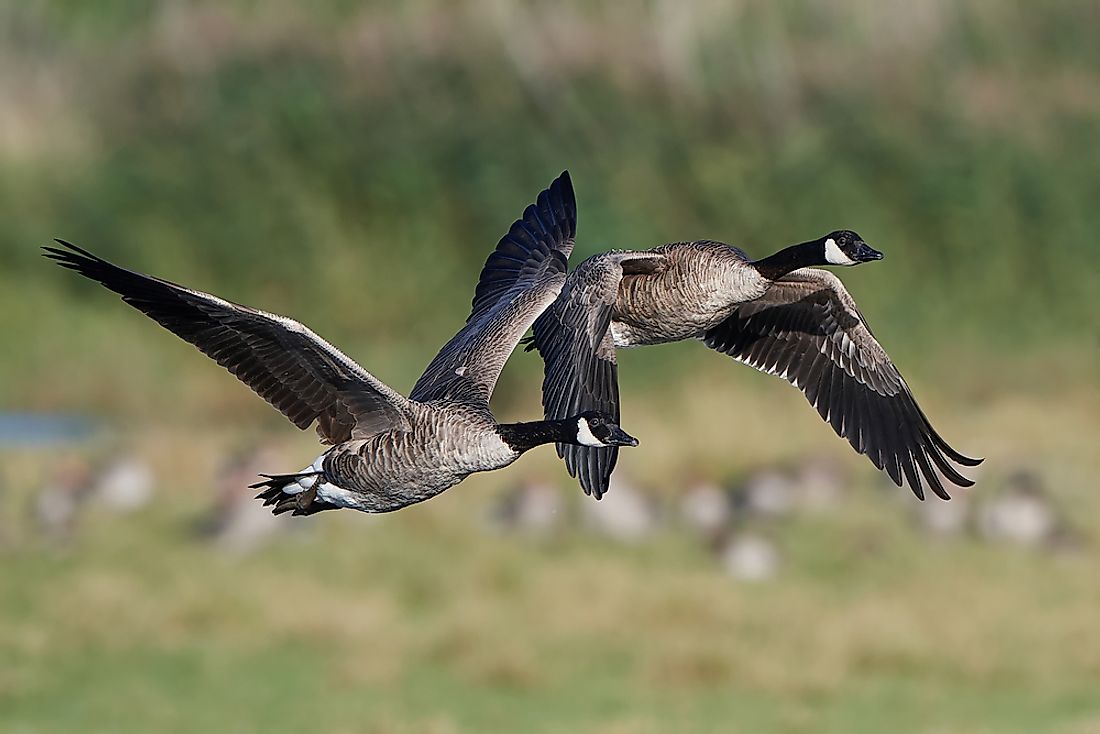 Animal Facts: Canada goose