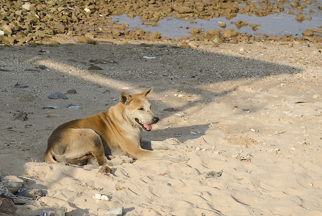 Free-range dogs make up about 75-85% of the global dog population.​