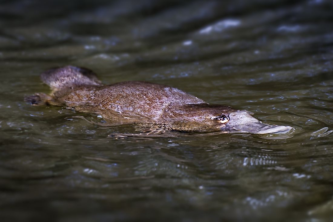 Platypuses spend most of their time in the water.