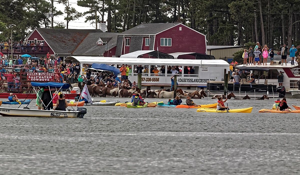 Chincoteague's annual Pony Swim, Virginia, USA 