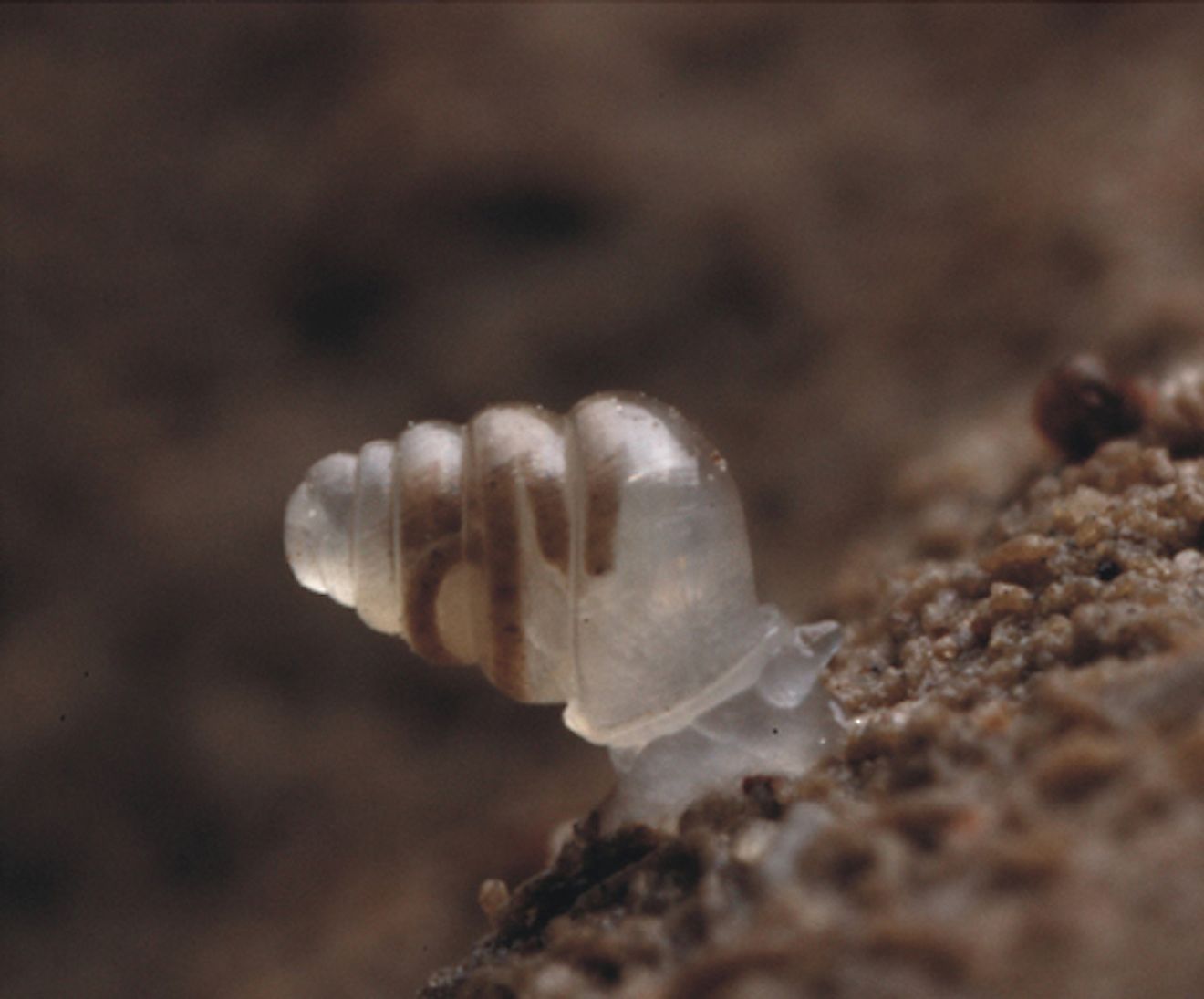 A transparent snail. Image credit: J. Bedek, Alexander M. Weigand/Wikimedia.org