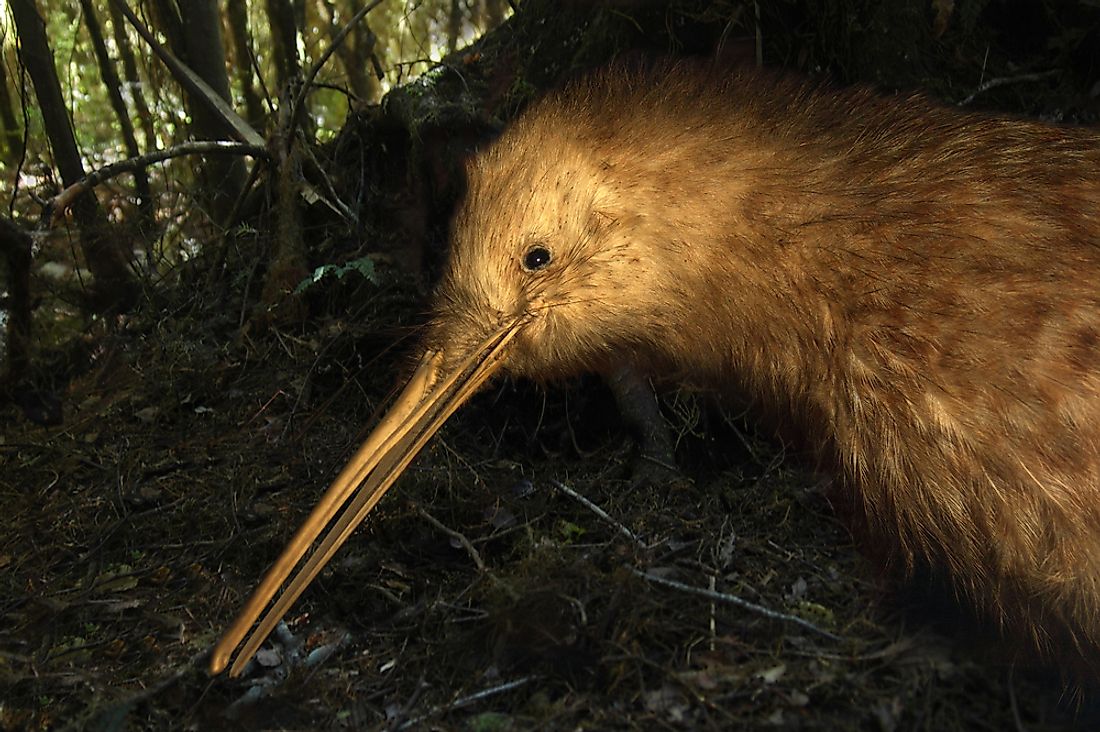 A great spotted kiwi. Image credit: Lakeview Images/Shutterstock.com