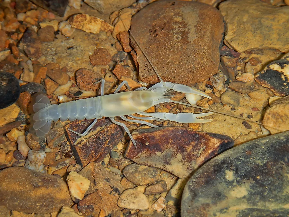 A troglobitic crawfish. 