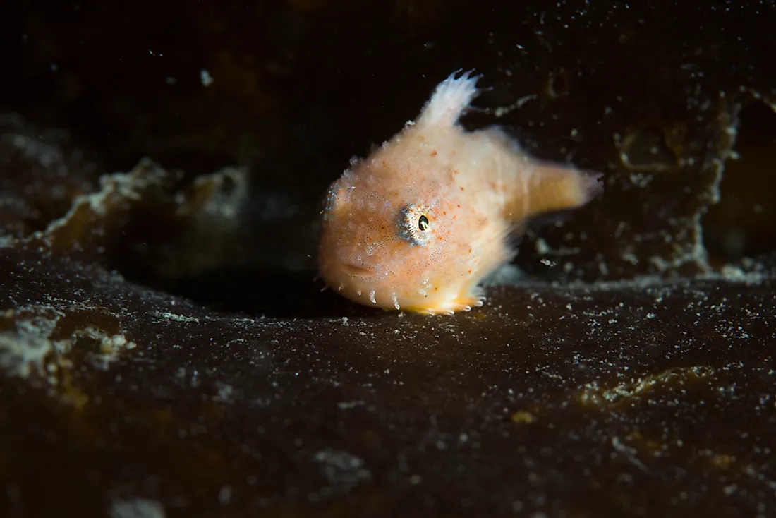 A lumpsucker fish sunctioned in its place. 