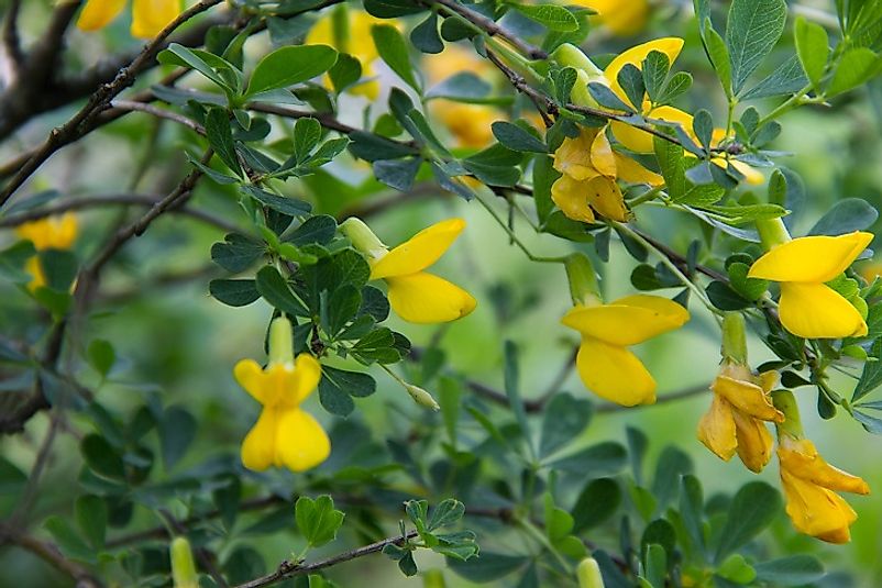 The Siberian Pea Shrub.