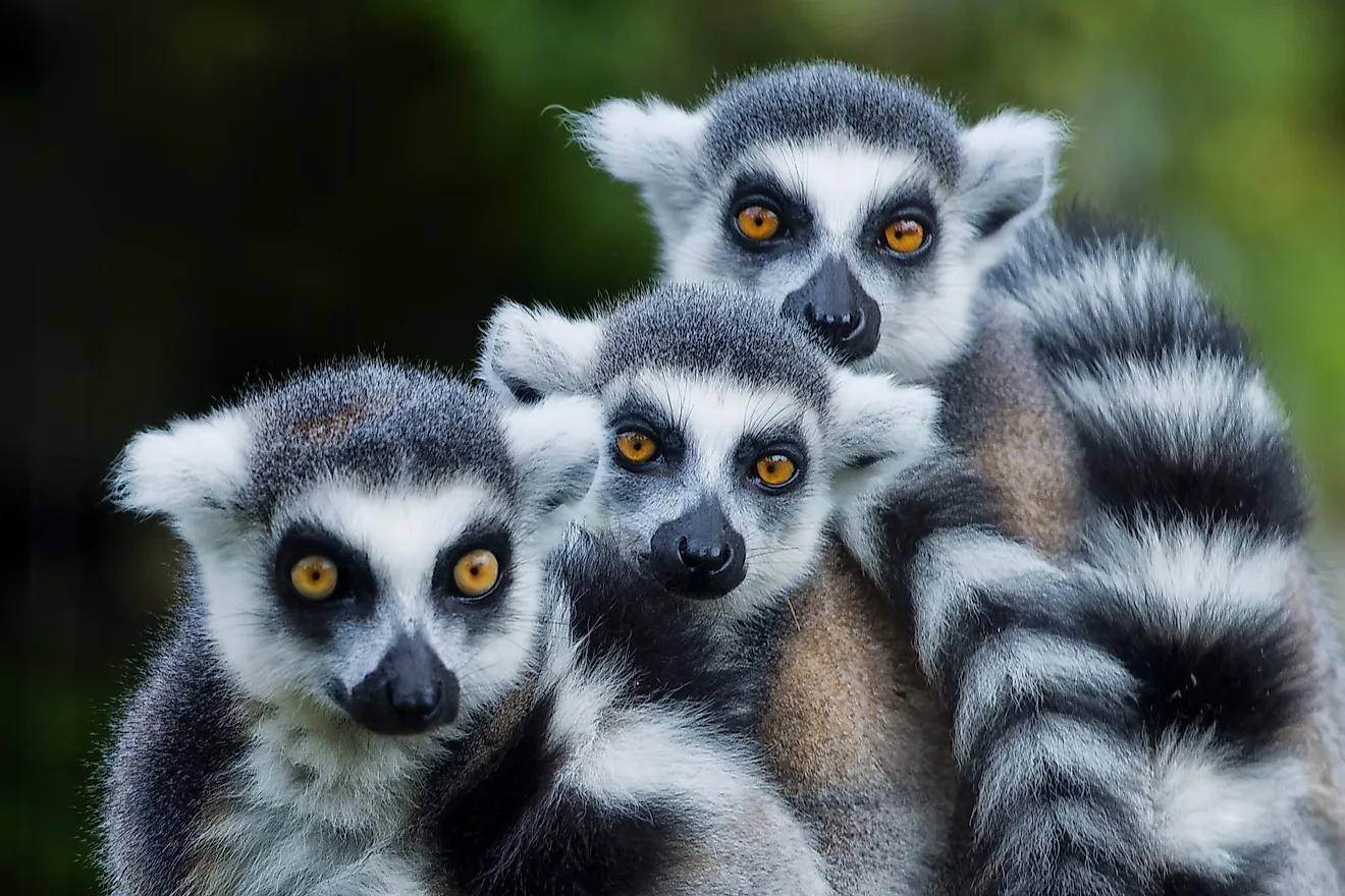 Madagascar is famous for its many lemur species. Image credit: Andrea Izzotti / Shutterstock