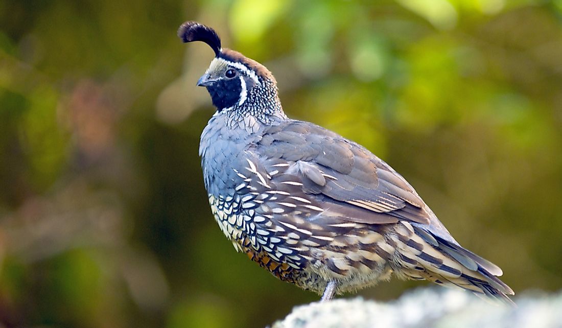 The California quail is a social bird.