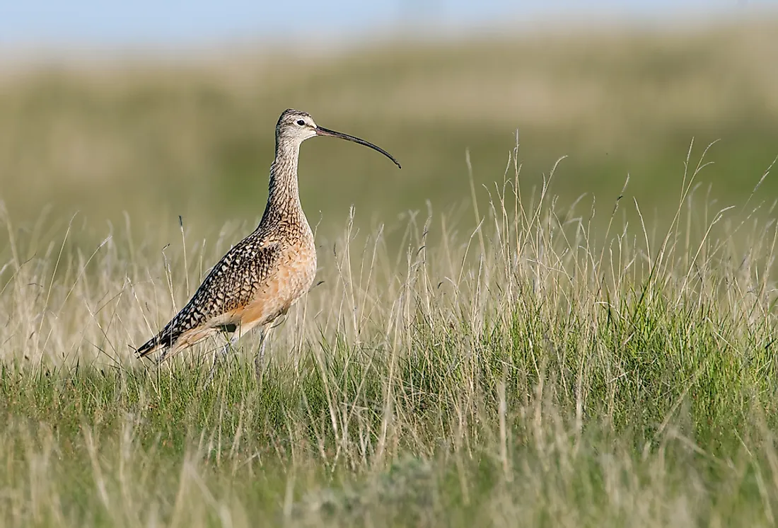 A long-billed curlew in Alberta, Canada. 