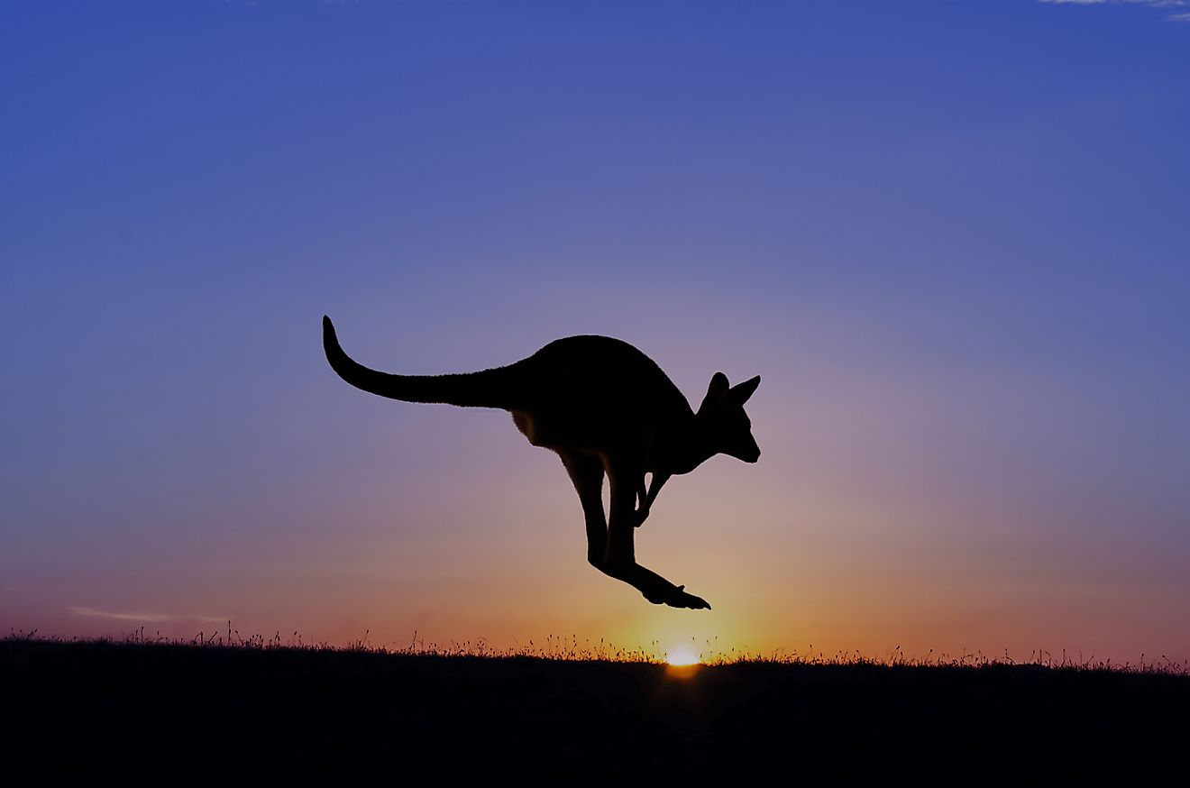 Jumping Kangaroo silhouette at sunset