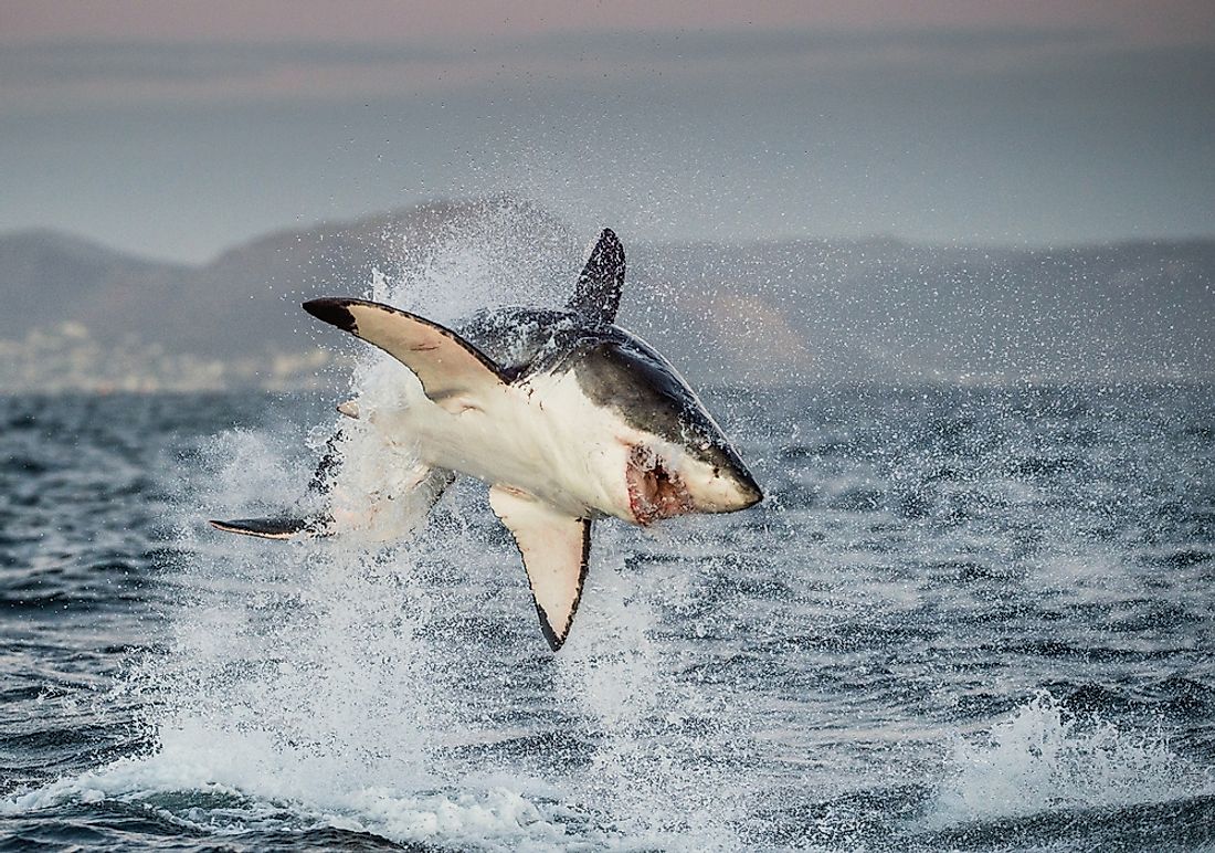 A great white shark off the coast of South Africa. 