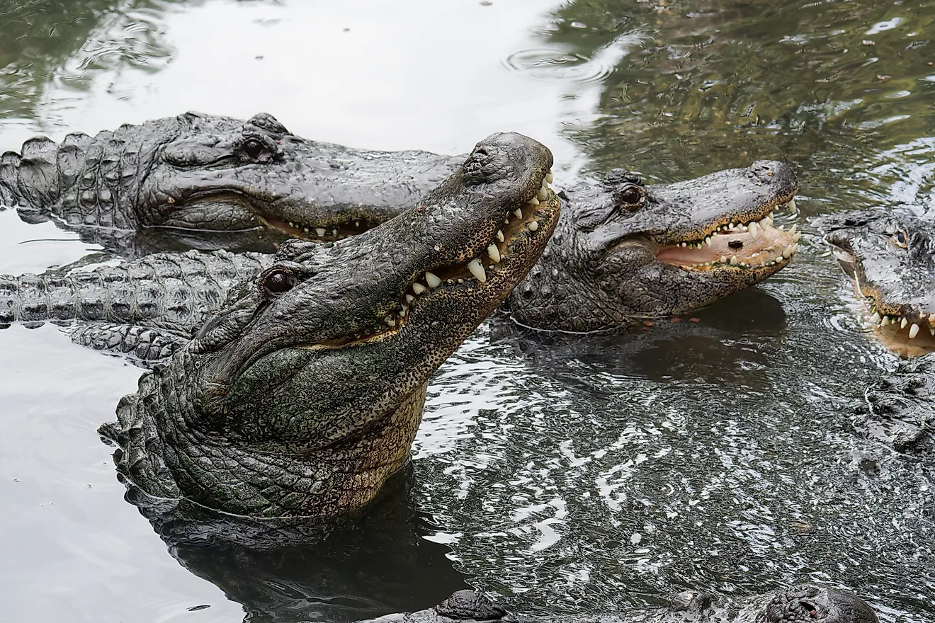 American Alligator.