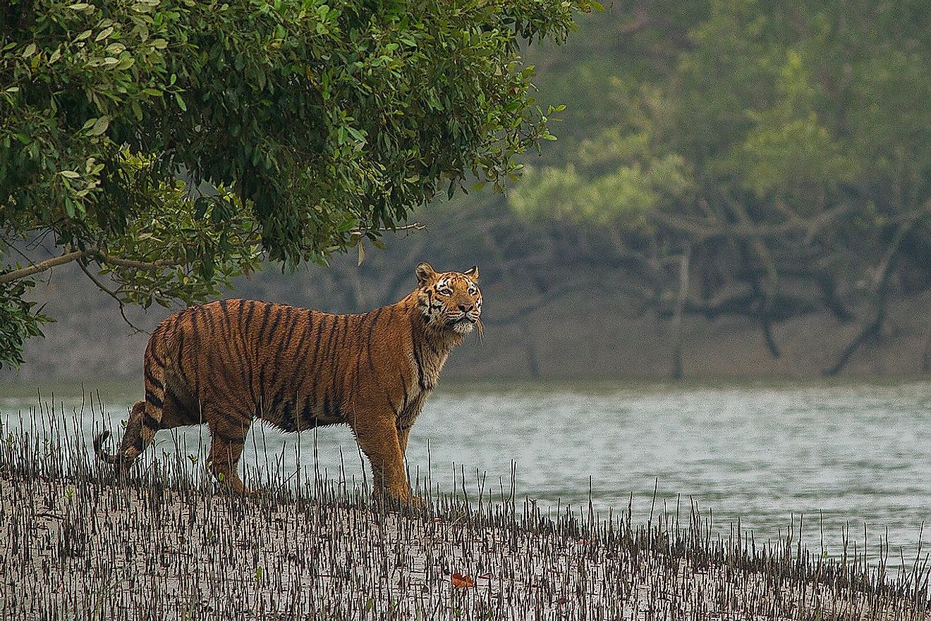 The Sundarbans mangroves of India and Bangladesh is the only mangrove forest known to host a tiger population. Image credit: Soumyajit Nandy/Shutterstock.com