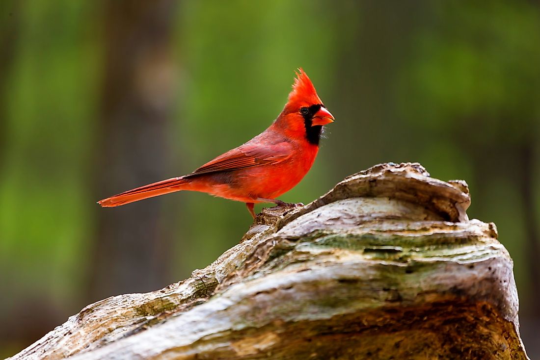Seven states have designated the northern cardinal as their state bird. 