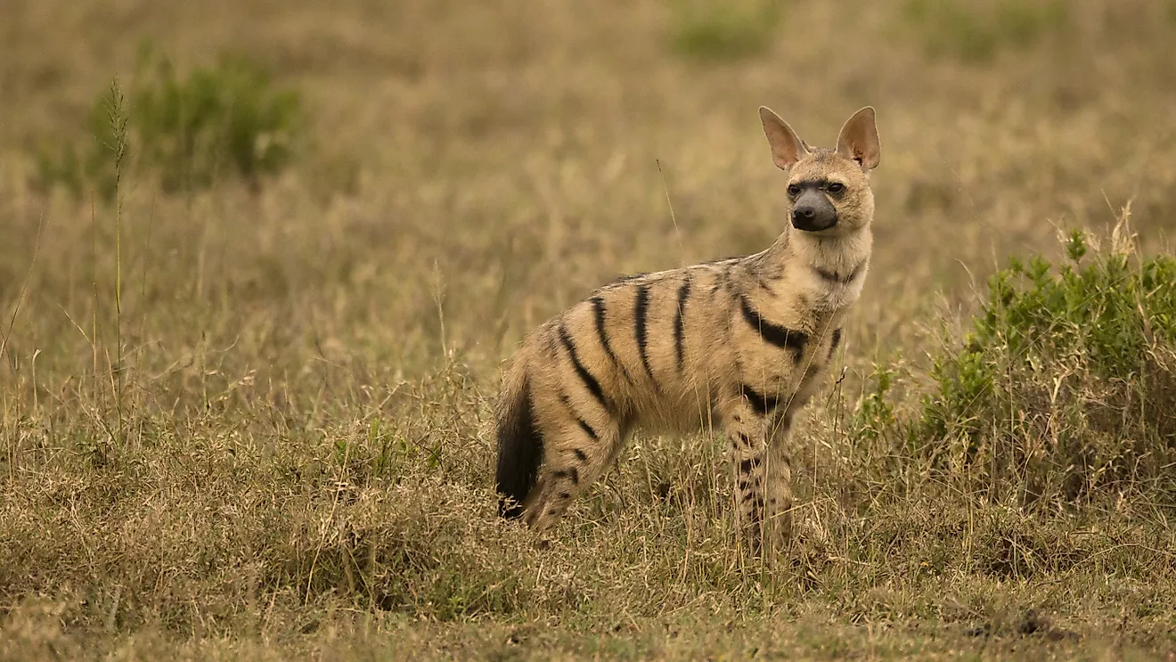 An aardwolf (Proteles cristata)