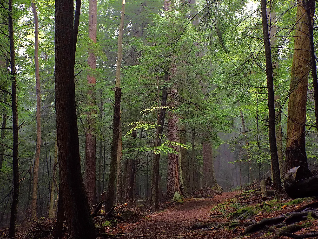 Old Growth at Cook Forest State Park, Pennsylvania.