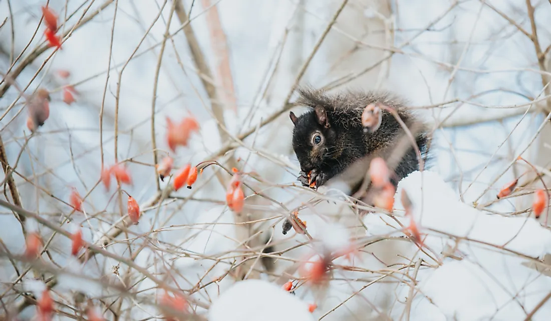 Squirrel out in the snow eating berries.