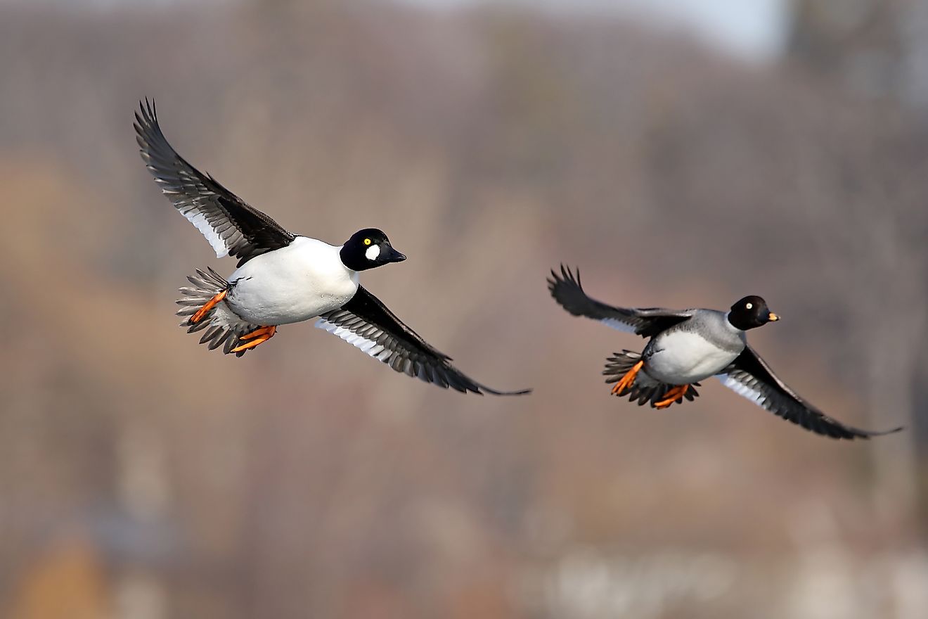  A pair of goldeneyes flying above the taiga. Image credit: Jim Nelson/Shutterstock.com