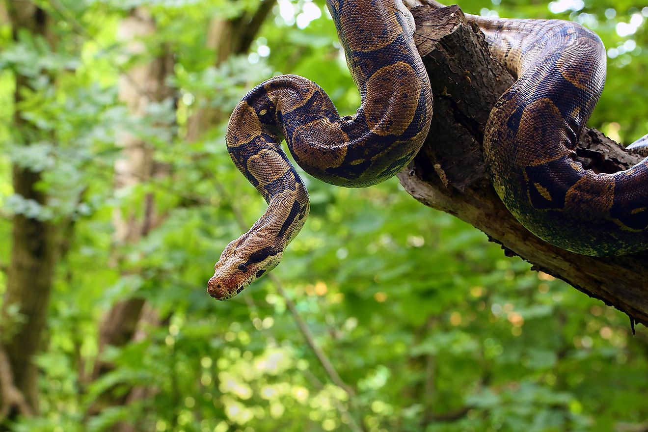 rainforest boa constrictor