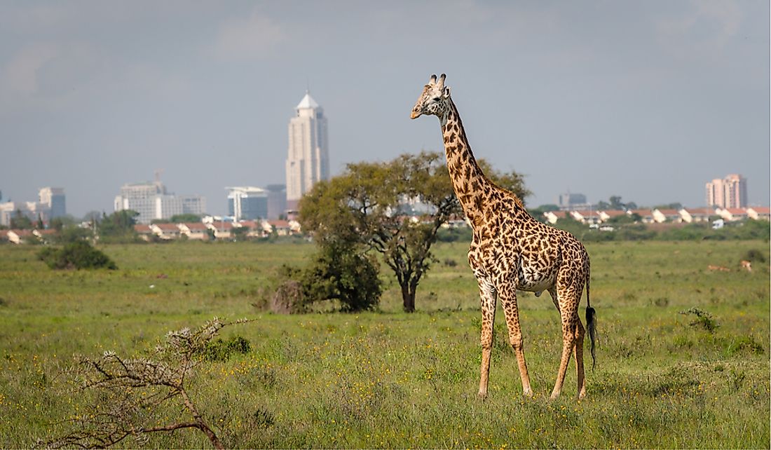Giraffe in Nairobi National Park with the high-rises of the capital in the background.