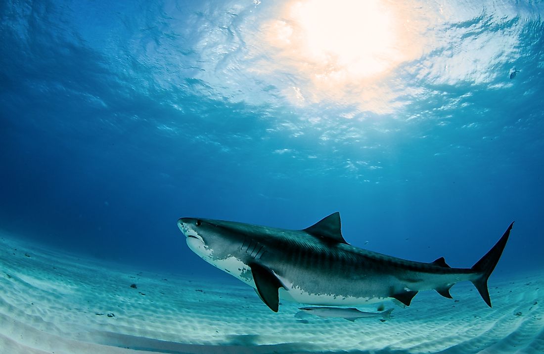 The tiger shark, one of the ocean's largest fish species. 