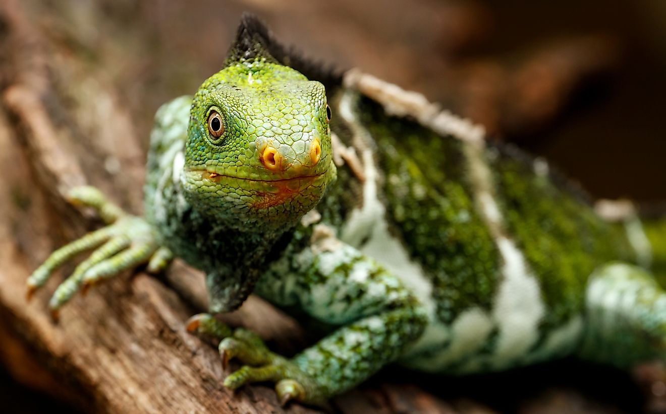 A Fiji crested iguana. 