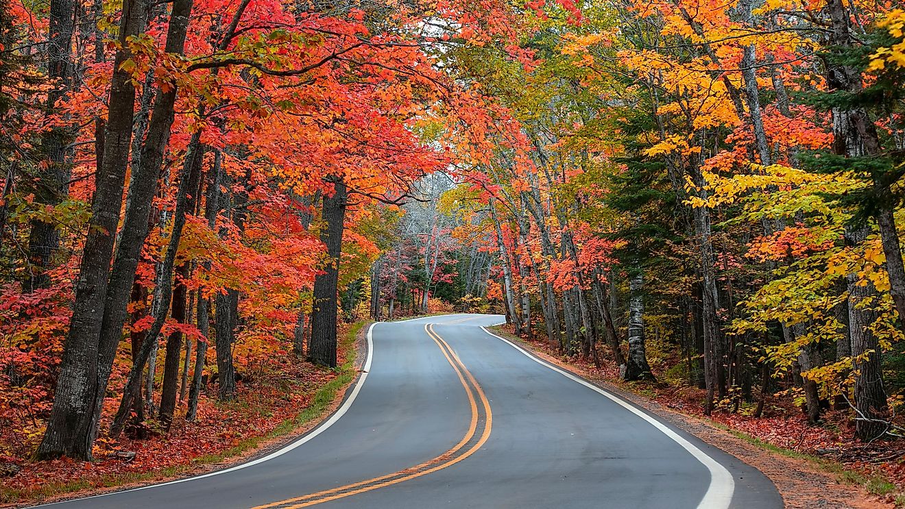 tunnel of trees road