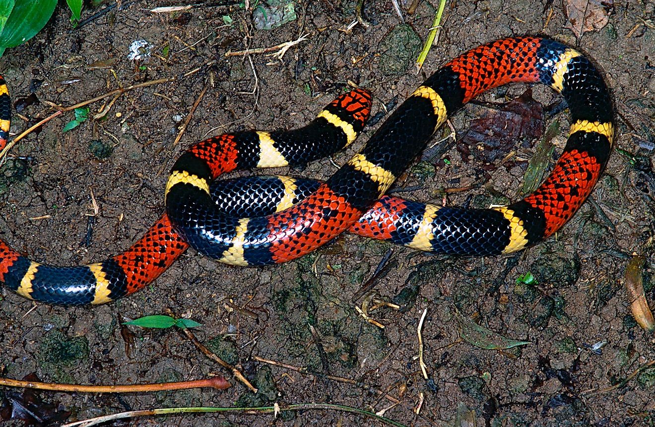 Aquatic Coral Snake (Micrurus surinamensis). Image credit: Bernard DUPONT from FRANCE/Wikimedia.org