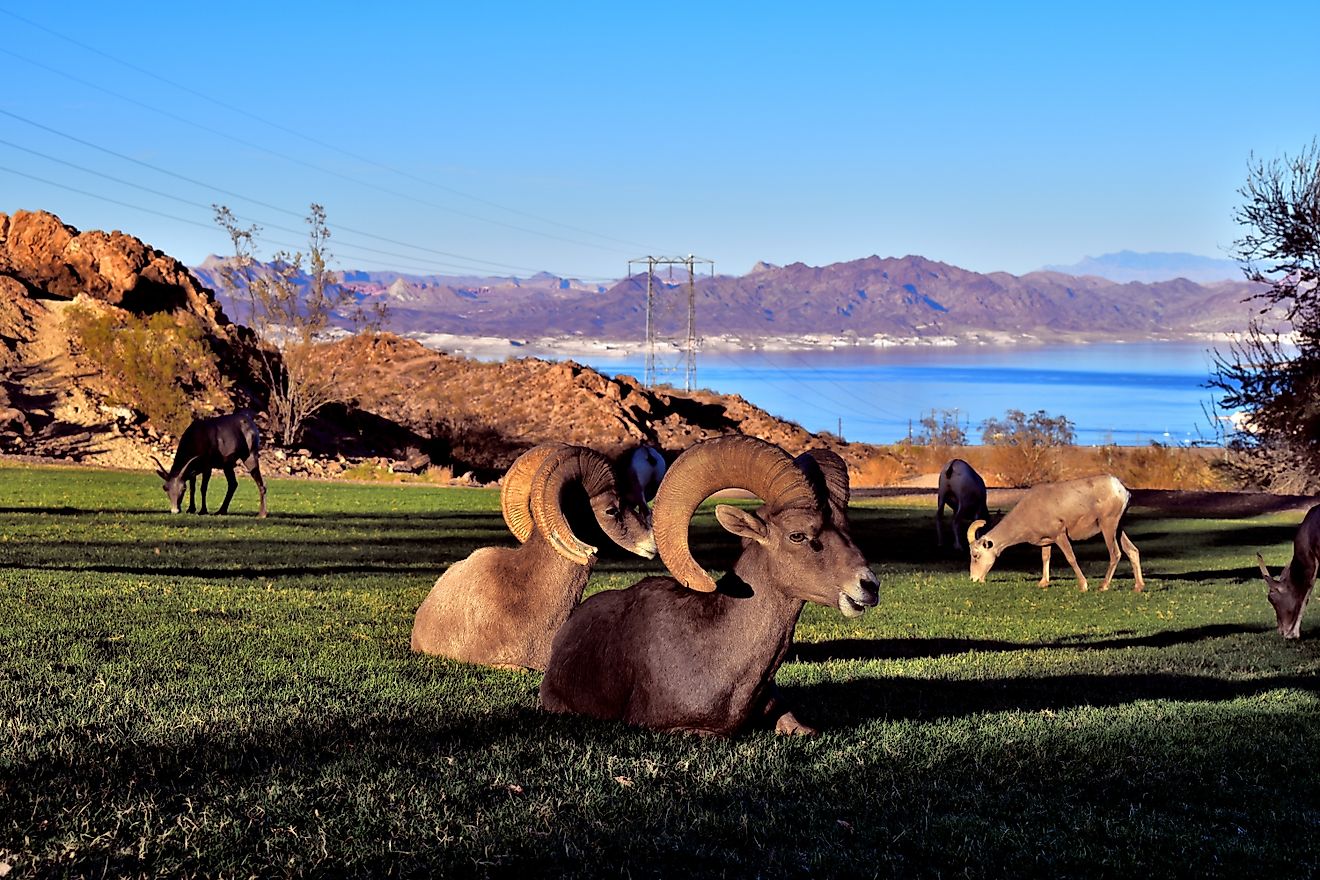 Bighorn sheep laying in grass with Lake Mead in background
