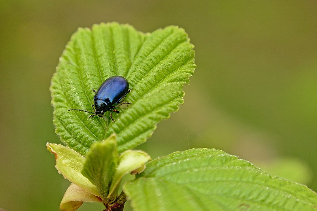 A beetle is an example of an anthropod. 