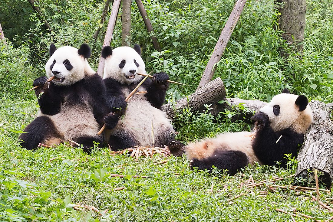 Giant pandas at the Giant Panda Breeding Research Base in Chengdu, China.