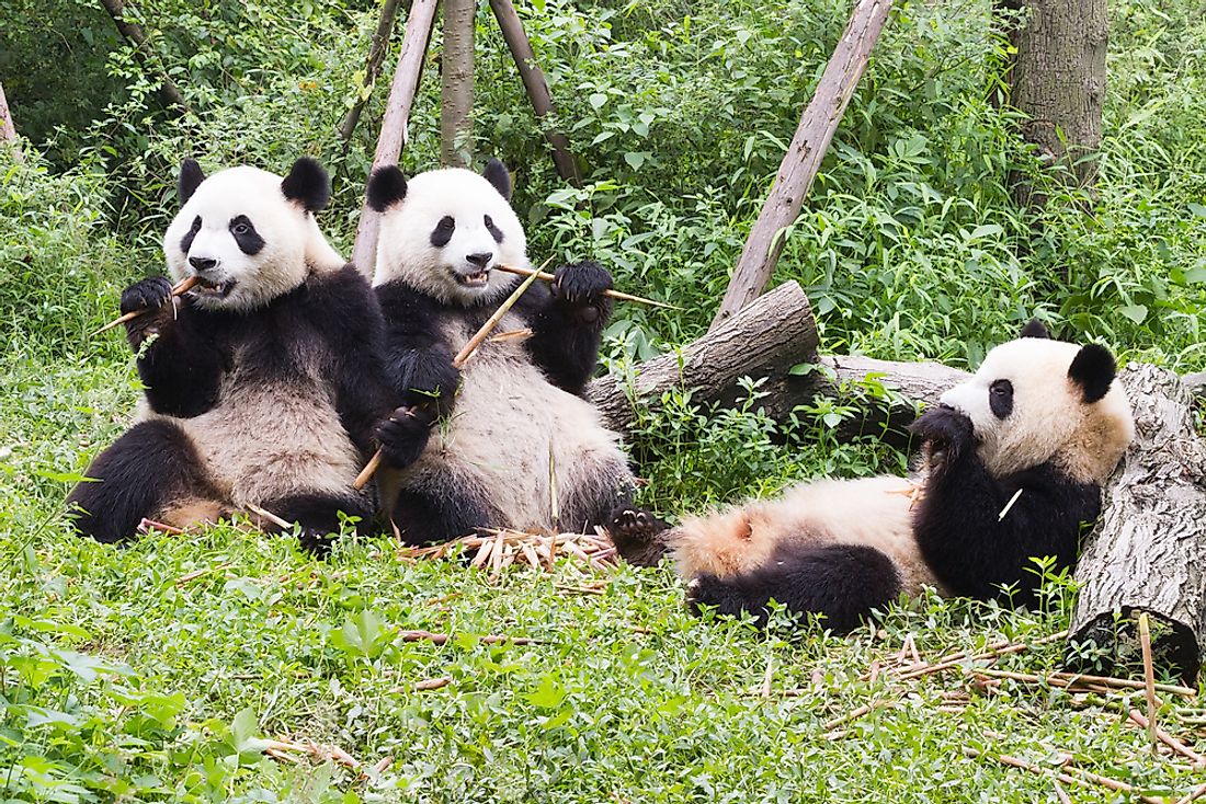 giant pandas in the wild